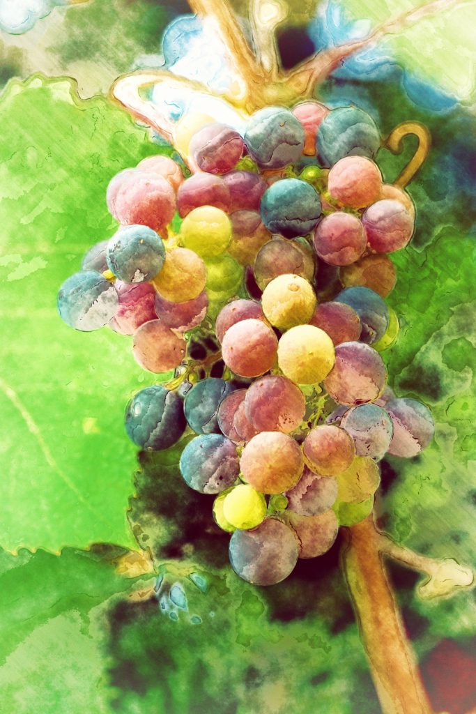 grapes