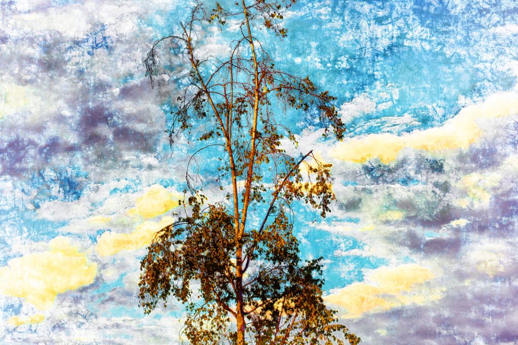 tree against sky