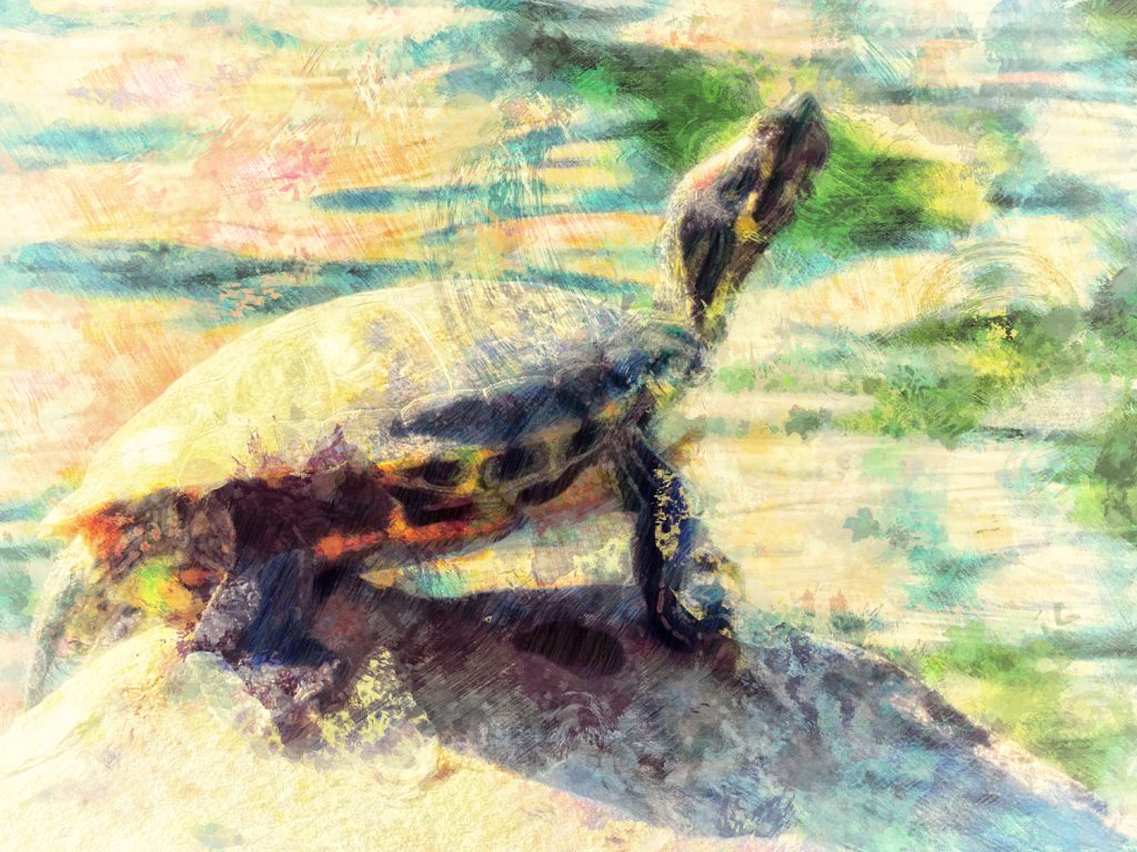 turtle on a rock