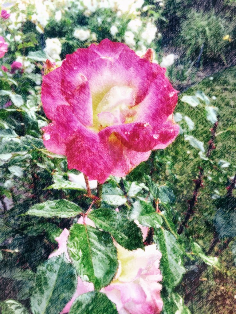 pink rose