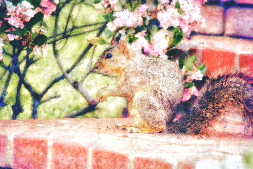 squirrel on brick steps