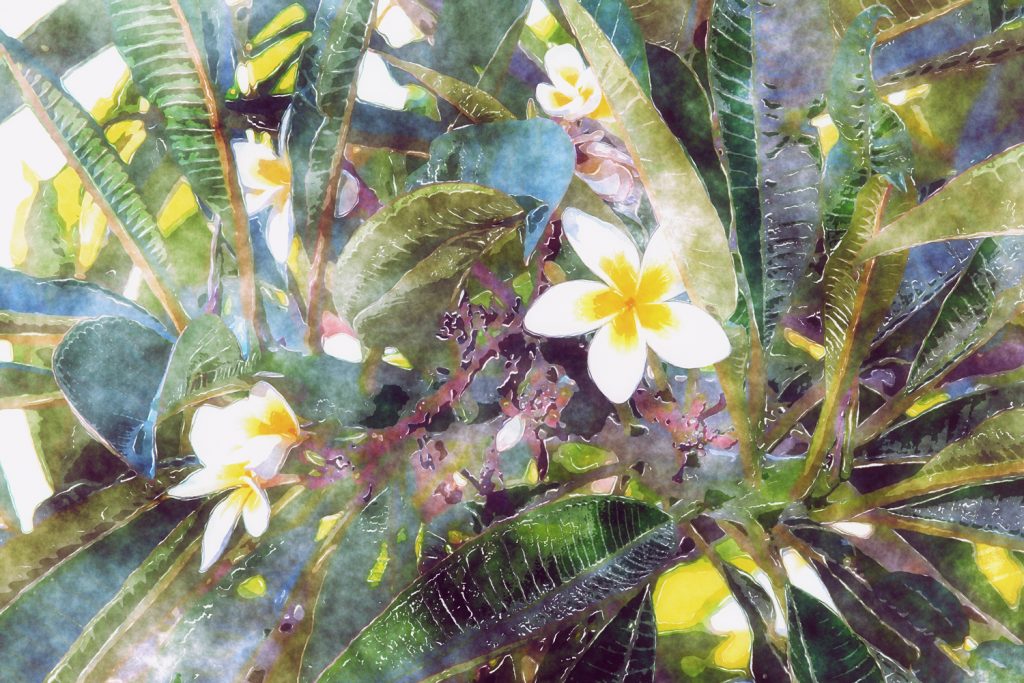 tropical flowers