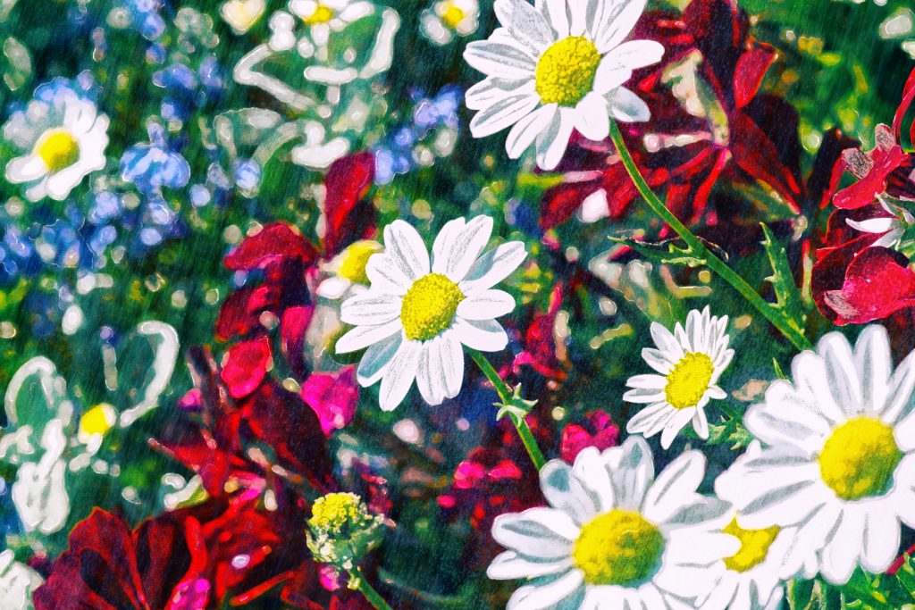 daisies