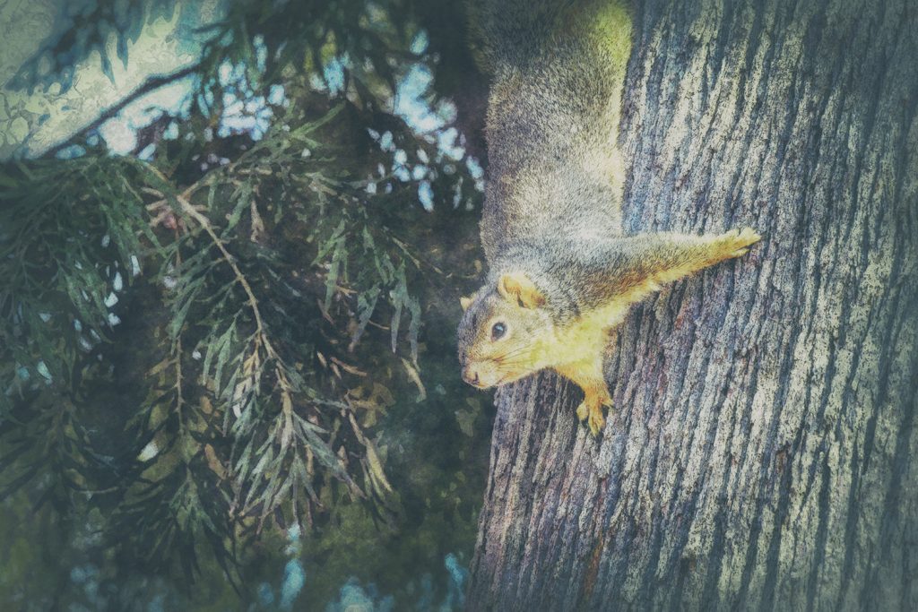 squirrel on tree