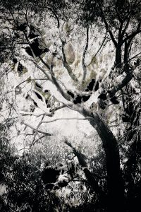 black and white grungy tree