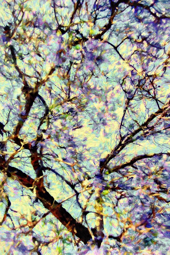 looking up at cherry blossoms