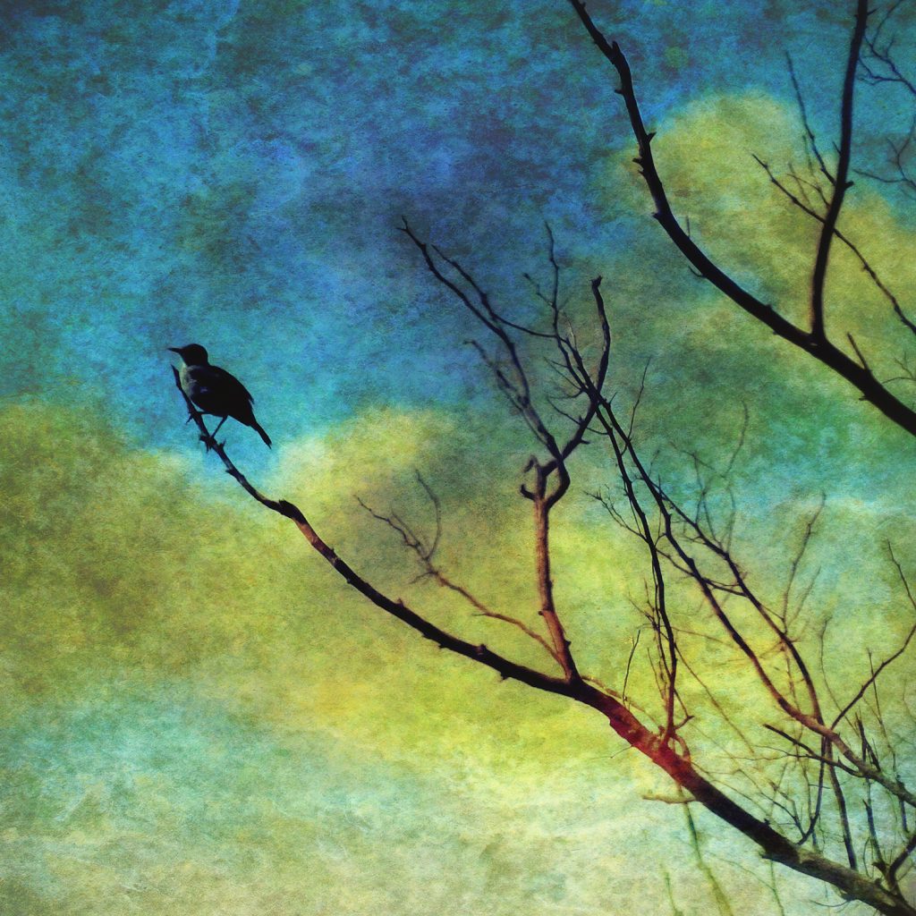 silhouette of a bird perched on a tree