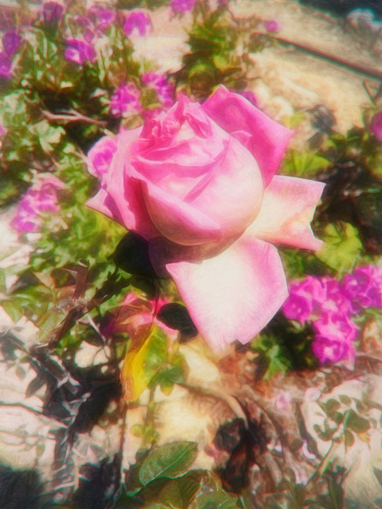 pink rose in garden